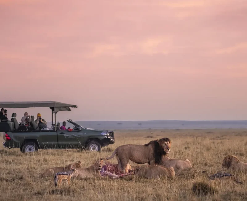 10-Day Tanzania Wildlife Safari & Zanzibar