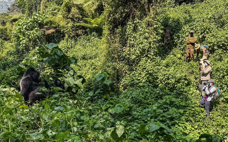 10-Day Uganda Big Five Safari & Gorilla Trekking Tour