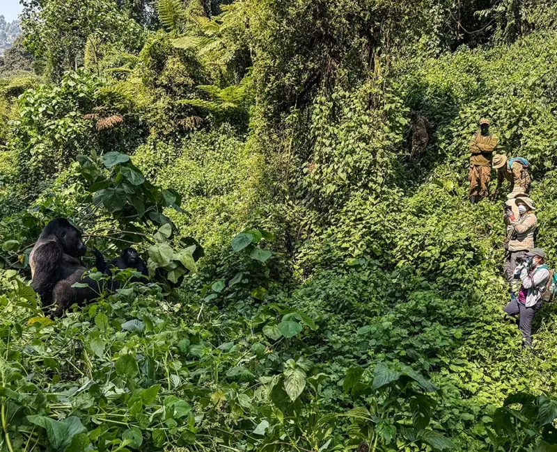 10-Day Uganda Big Five Safari & Gorilla Trekking Tour