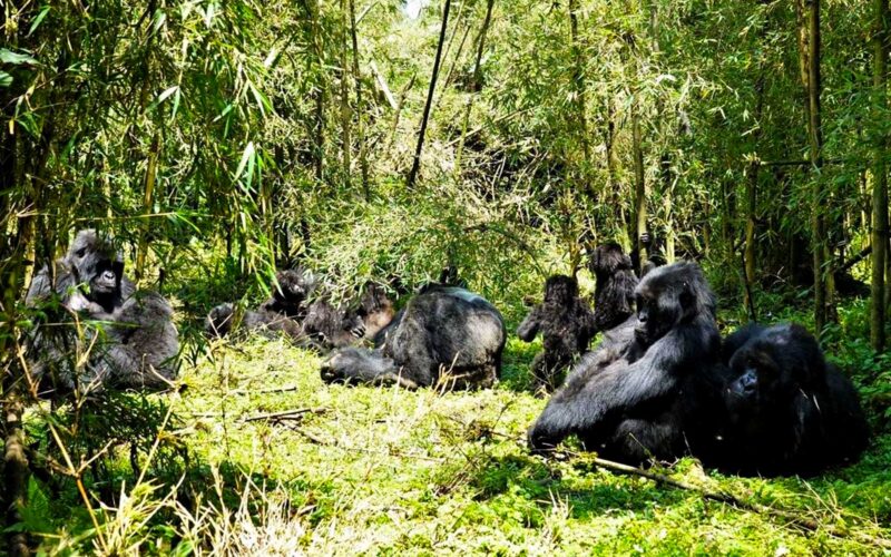 10 Days Rwanda Gorillas & Wildlife Safari 10 Days Rwanda Gorillas & Wildlife Safari