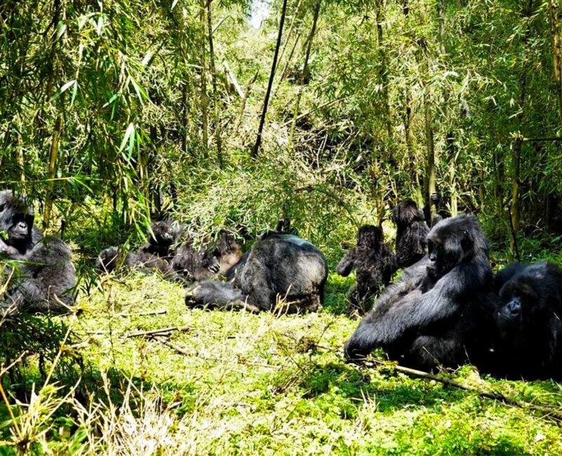 10 Days Rwanda Gorillas & Wildlife Safari