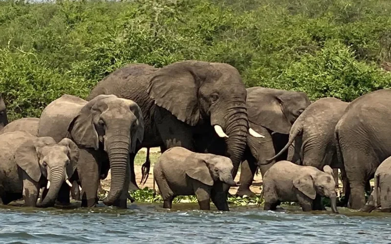 11-Day Uganda Big Five Safari