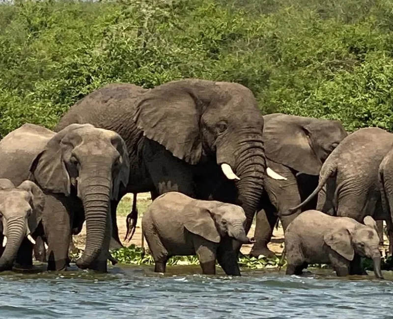 11-Day Uganda Big Five Safari