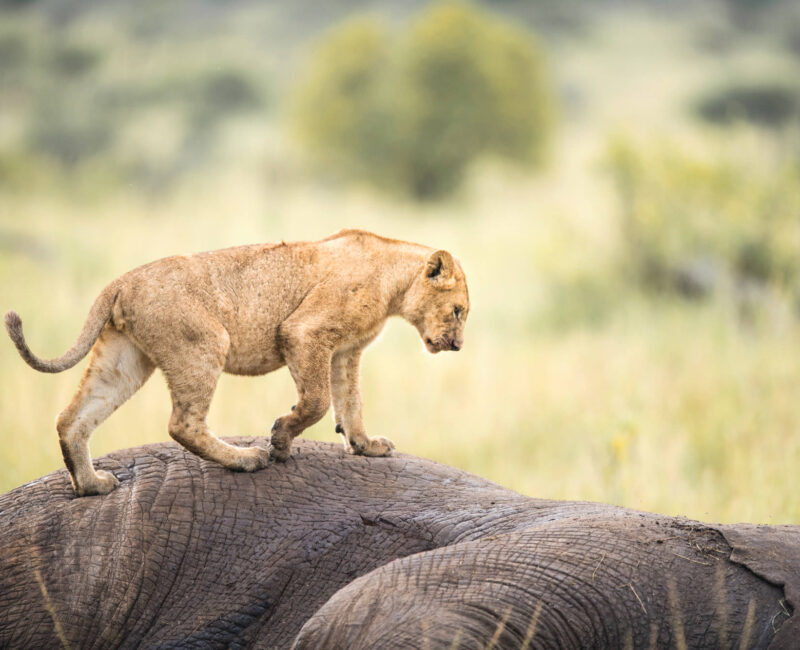 Kenya Long Safaris