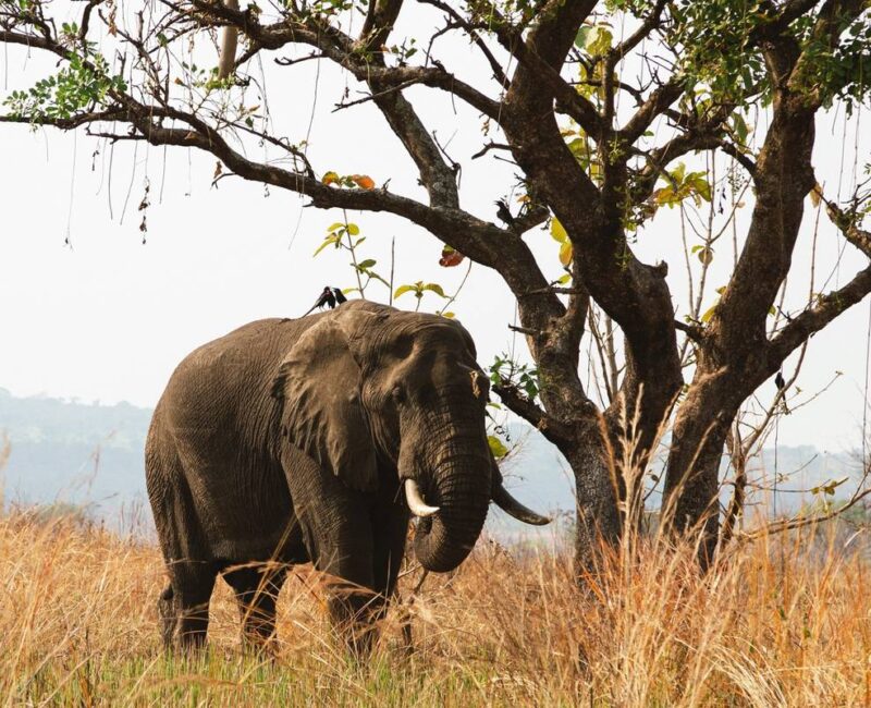 14-Day Uganda Big Five Tour