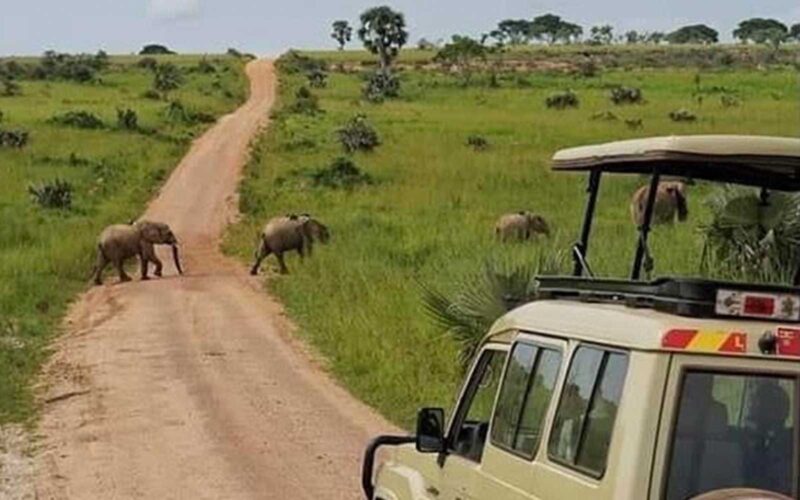 15-Day Uganda Game Drives Safari