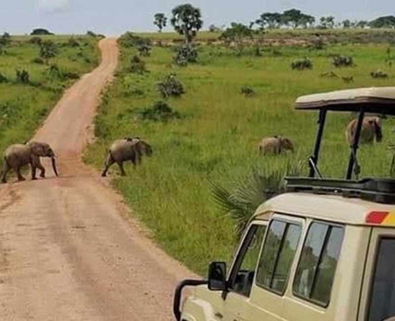15-Day Uganda Game Drives Safari