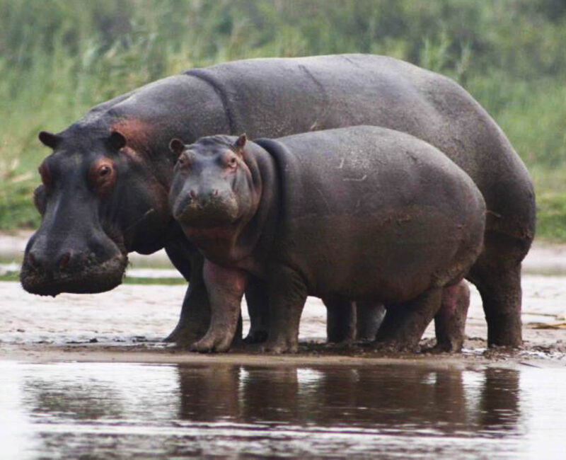3-Day Burundi Bujumbura City & Rusizi National Park Safari
