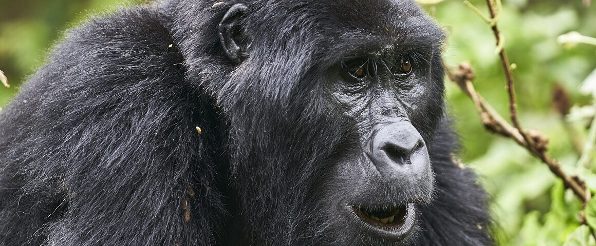 How Difficult Is Gorilla Trekking in Uganda?