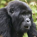 How Difficult Is Gorilla Trekking in Uganda?