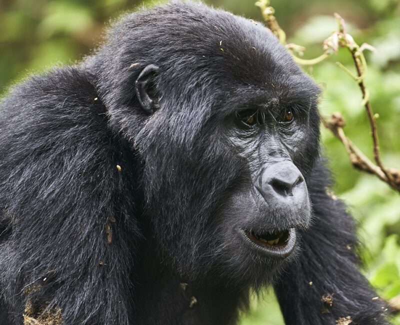 How Difficult Is Gorilla Trekking in Uganda?