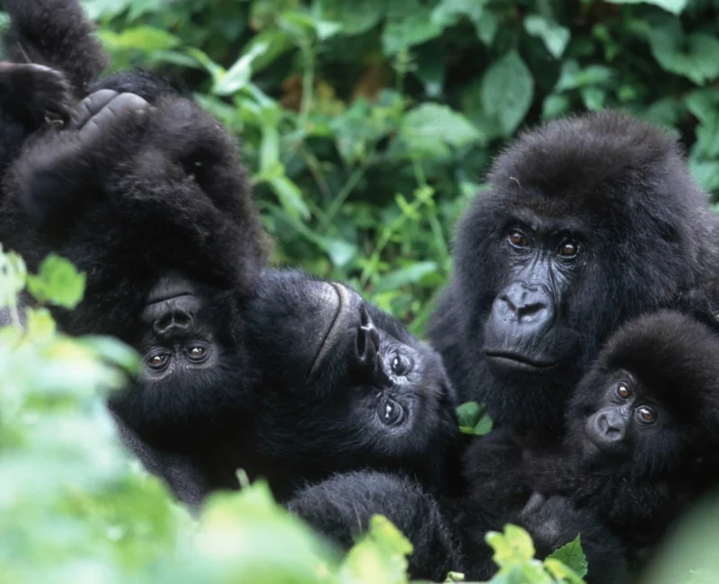 4-Day Rwanda Tracking Gorillas and Chimps Tour