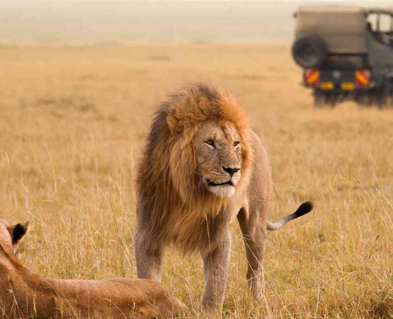 6-Day Private Kenya Big Five Safari
