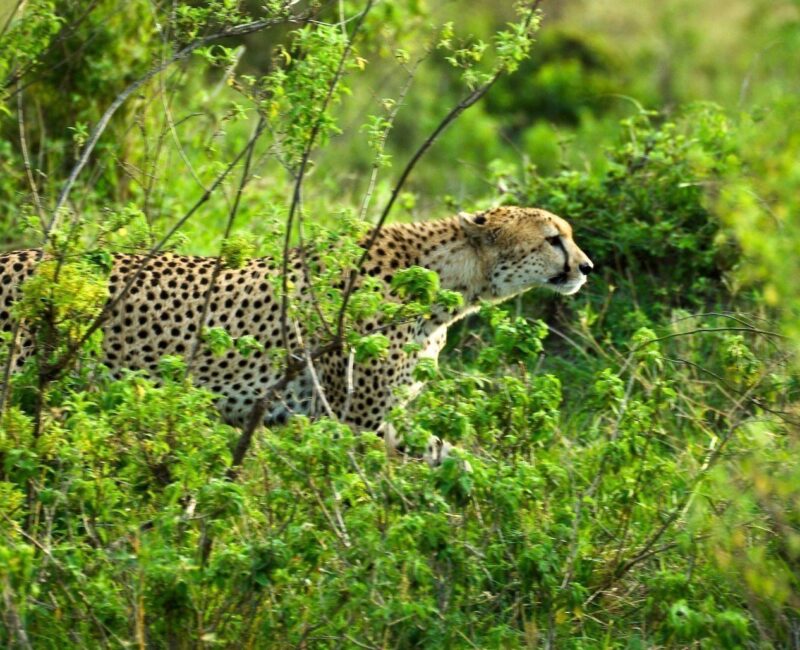 7-Day Kenya Wildlife Safari
