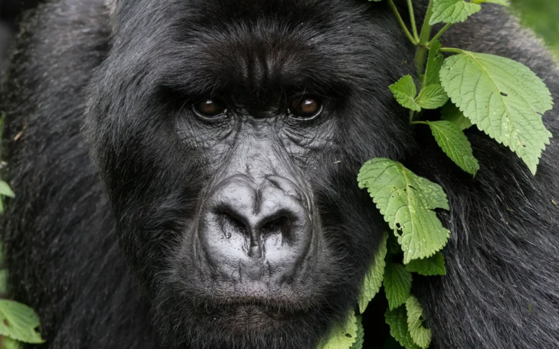 7-Day Rwanda Gorilla Tour and Wildlife Safari 7-Day Rwanda Gorilla Tour and Wildlife Safari