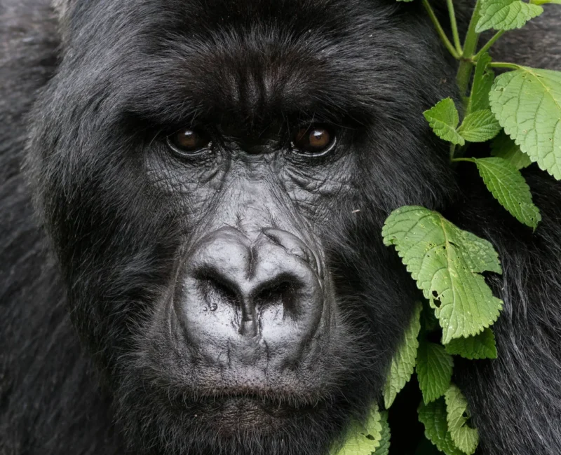 7-Day Rwanda Gorilla Tour and Wildlife Safari