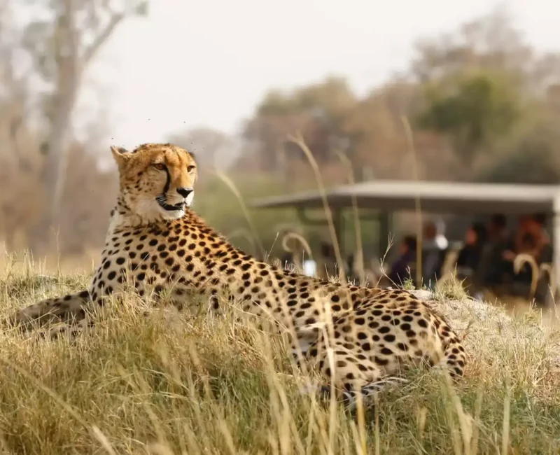 7-Day Tanzania Wildlife Wonders Experience Tour