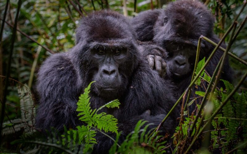 7 Days Discover Rwanda Primates in Luxury Safari 7 Days Discover Rwanda Primates in Luxury Safari