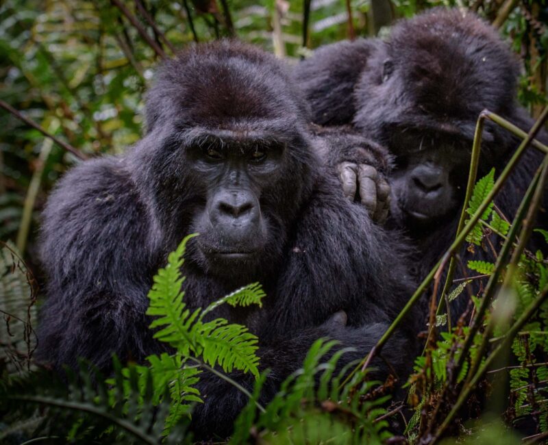 7 Days Discover Rwanda Primates in Luxury Safari