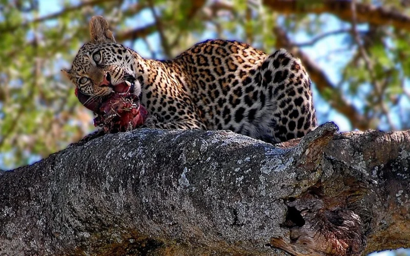 7 Days One Week Rwanda Tour 7 Days One Week Rwanda Tour