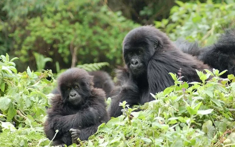 7 Days Rwanda Wildlife & Uganda Gorilla Habituation Safari 7 Days Rwanda Wildlife & Uganda Gorilla Habituation Safari