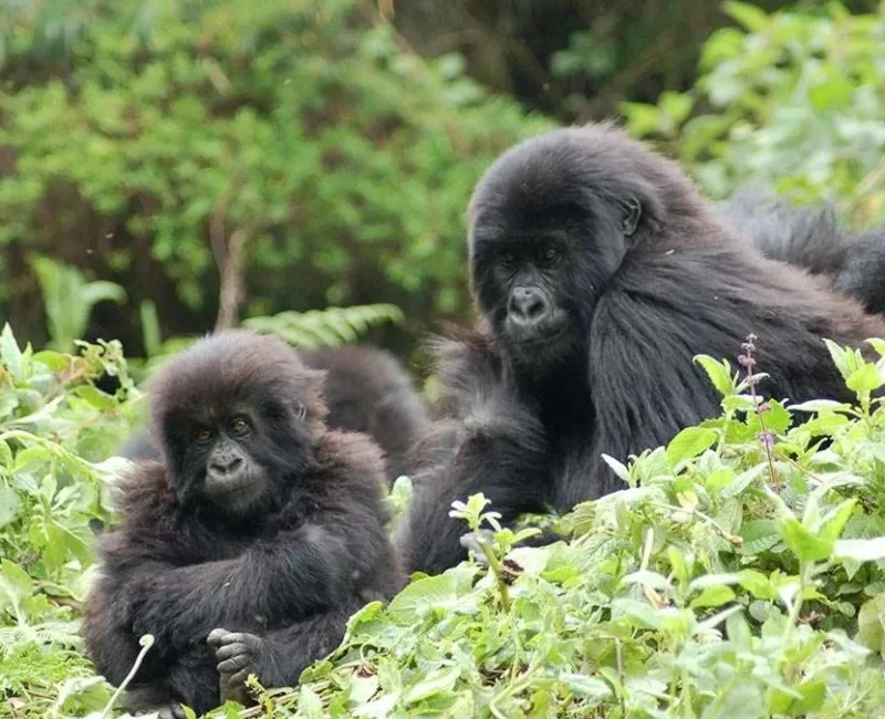7 Days Rwanda Wildlife & Uganda Gorilla Habituation Safari