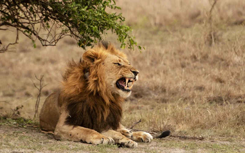 7 Days Uganda Big Five Safari