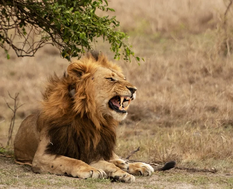 7 Days Uganda Big Five Safari