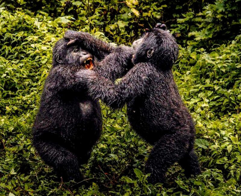 8-Day Burundi Chimpanzee Tracking & Cultural Safari