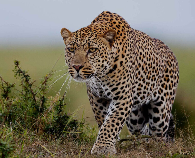 8-Day Magical Kenya Game Drive Safari