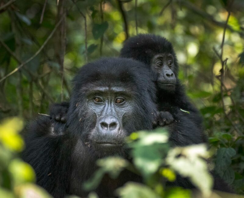 8-Day Rwanda Gorilla