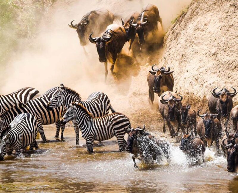 8-Day Tanzania Mid-Range Safari
