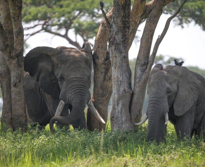 8-Day Tanzania Northern Circuit Safari