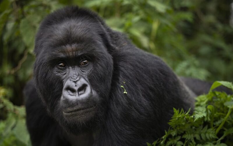 8 Days Best of Western Uganda Safari