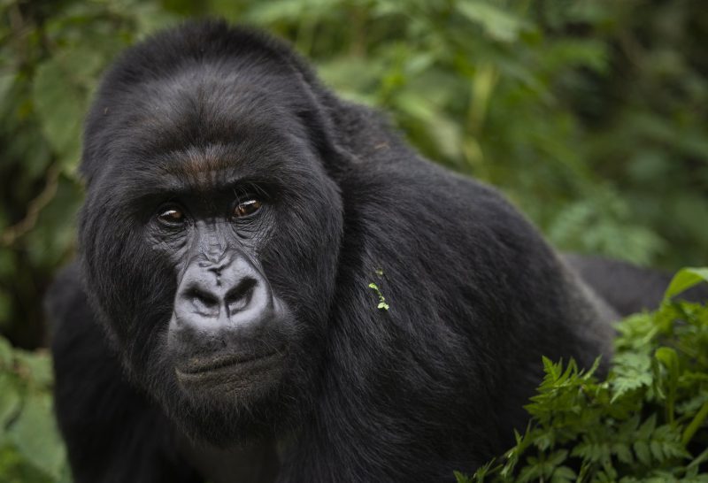 8 Days Best of Western Uganda Safari