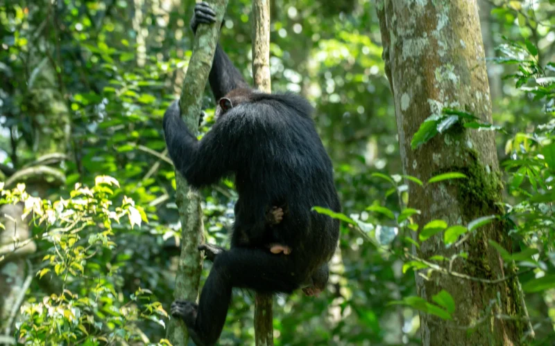 8 Days Rwanda Uganda Primates Safari