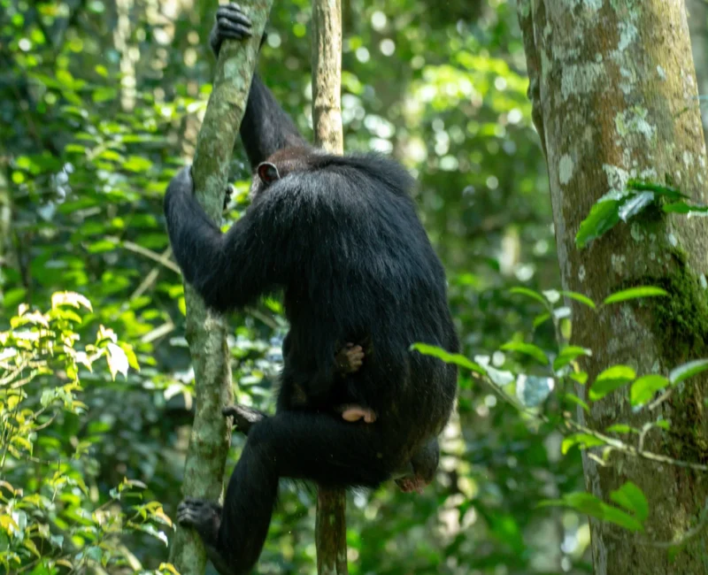 8 Days Rwanda Uganda Primates Safari