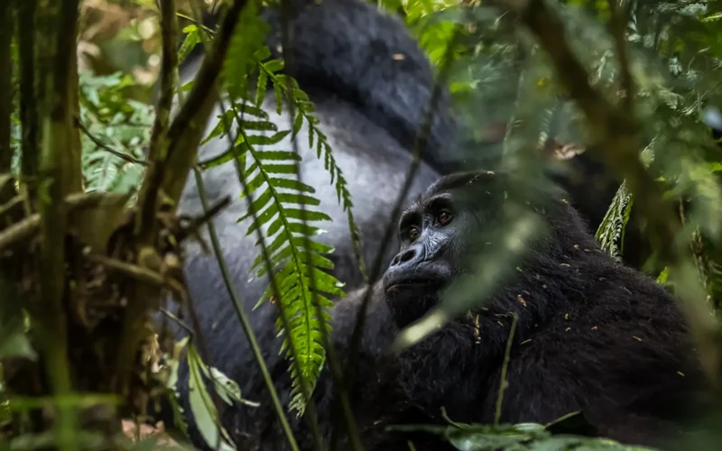 8 Days Uganda Big Five & Gorilla Trekking Safari