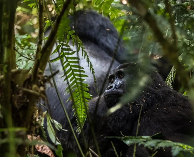8 Days Uganda Big Five & Gorilla Trekking Safari