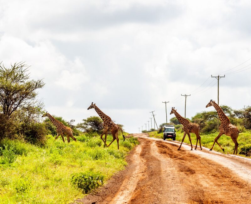 9-Day Kenya Wildlife Road Safari