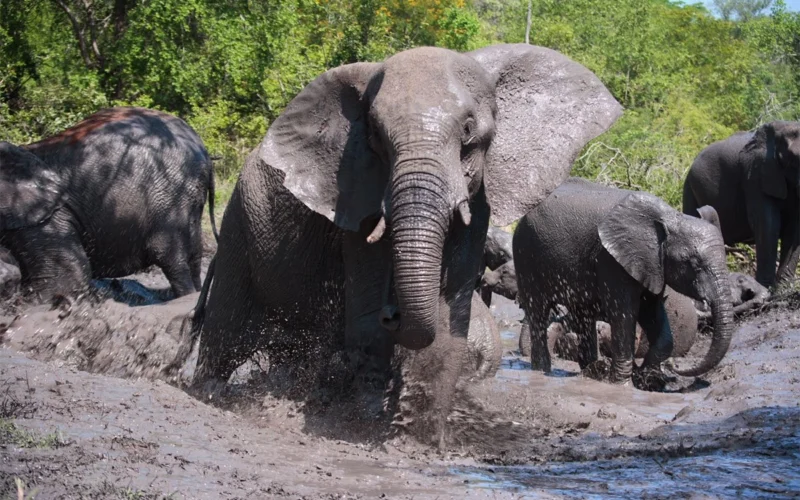 9-Day Uganda Big Five Safari