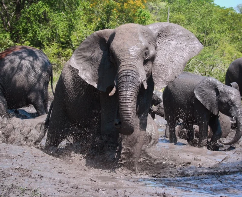 9-Day Uganda Big Five Safari