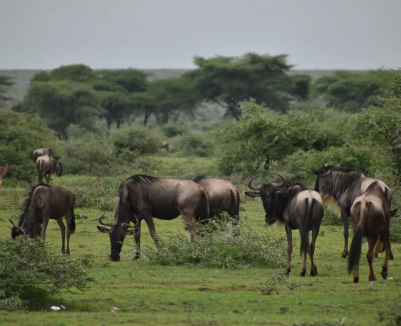 9-Day Ultimate Tanzania Wildlife Safari