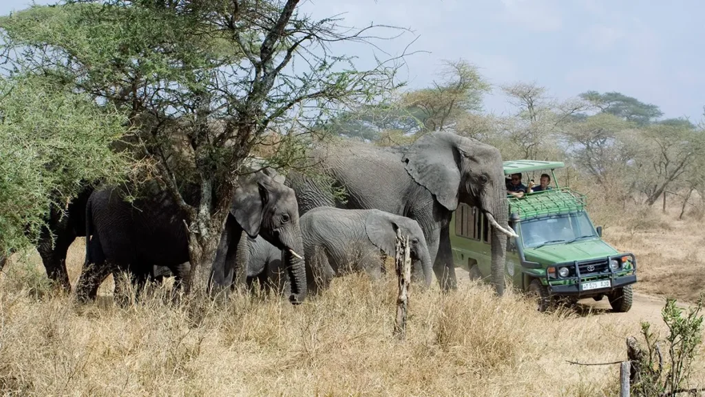 A Life-Changing Safari Experience