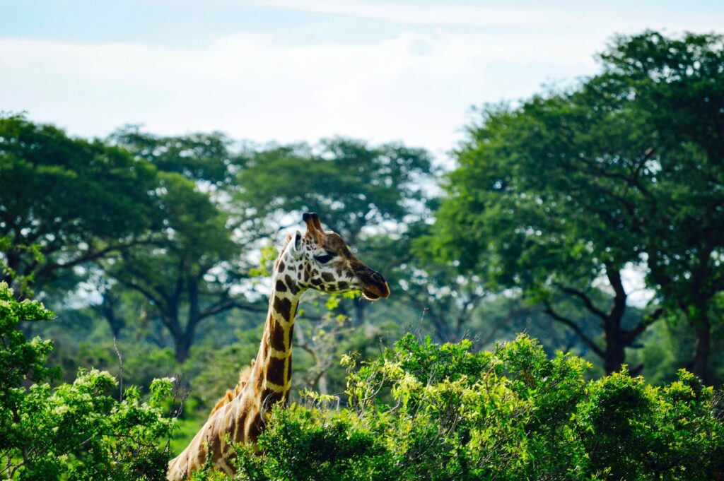 Best Uganda Wildlife Safaris