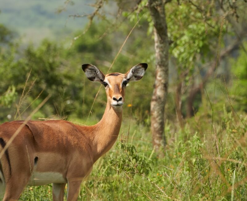 6-Day Visit Burundi Safari Holidays
