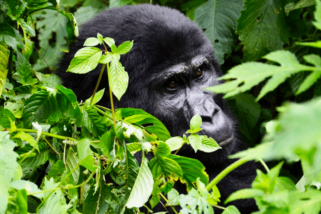 Bwindi Forest Tour In Uganda