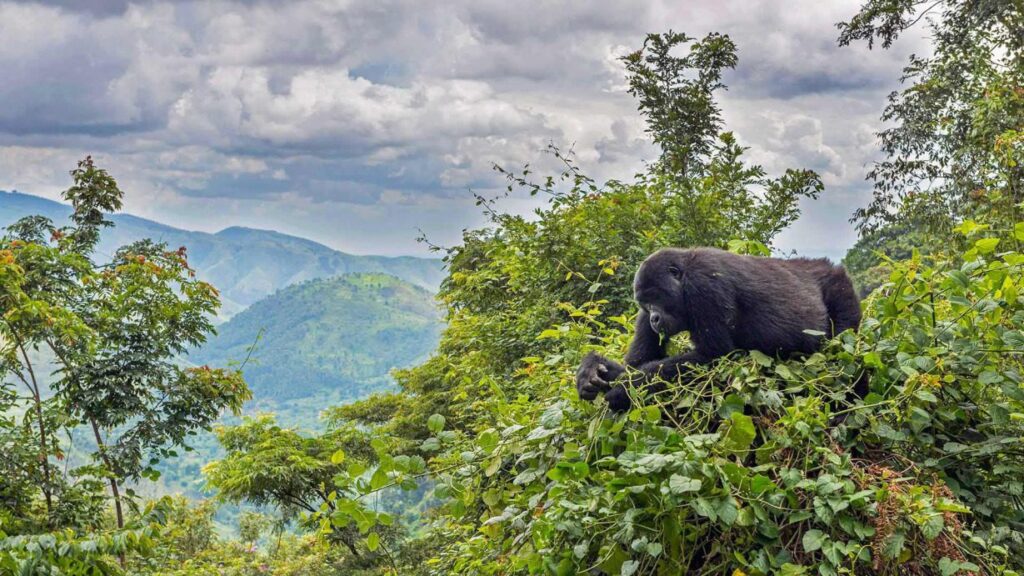 Bwindi Impenetrable Uganda