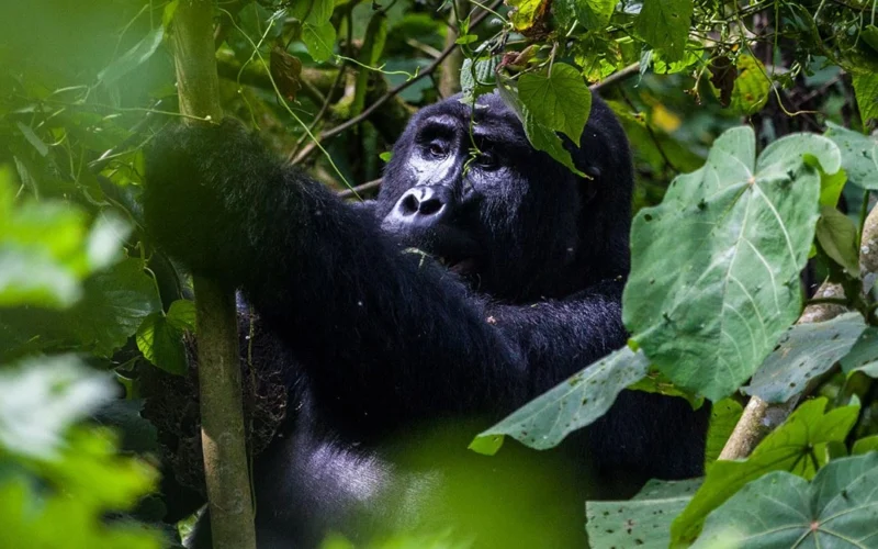 3 Days Bwindi Gorilla Trekking Safari