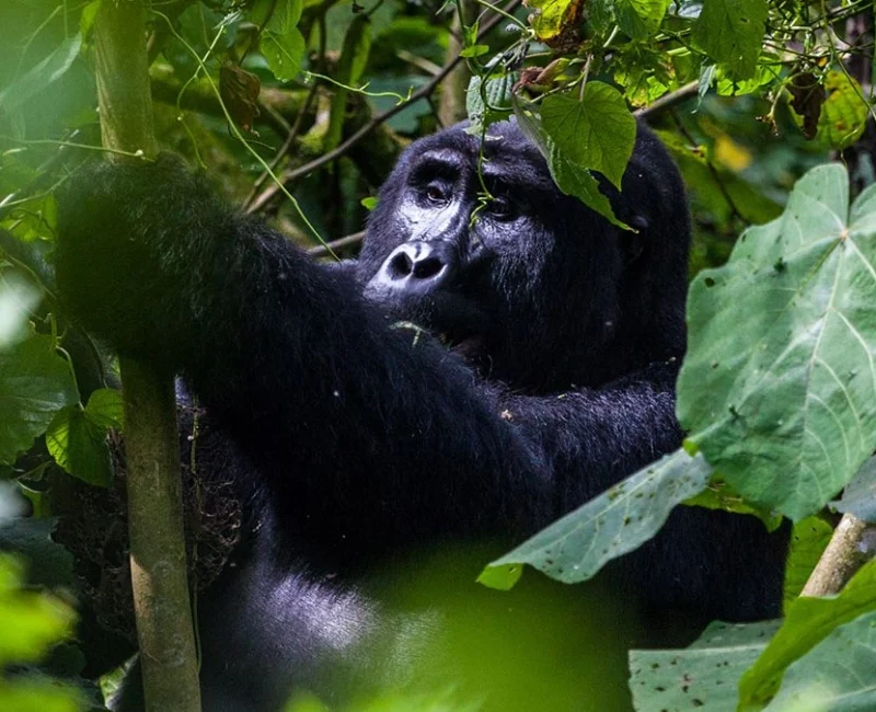 3 Days Bwindi Gorilla Trekking Safari